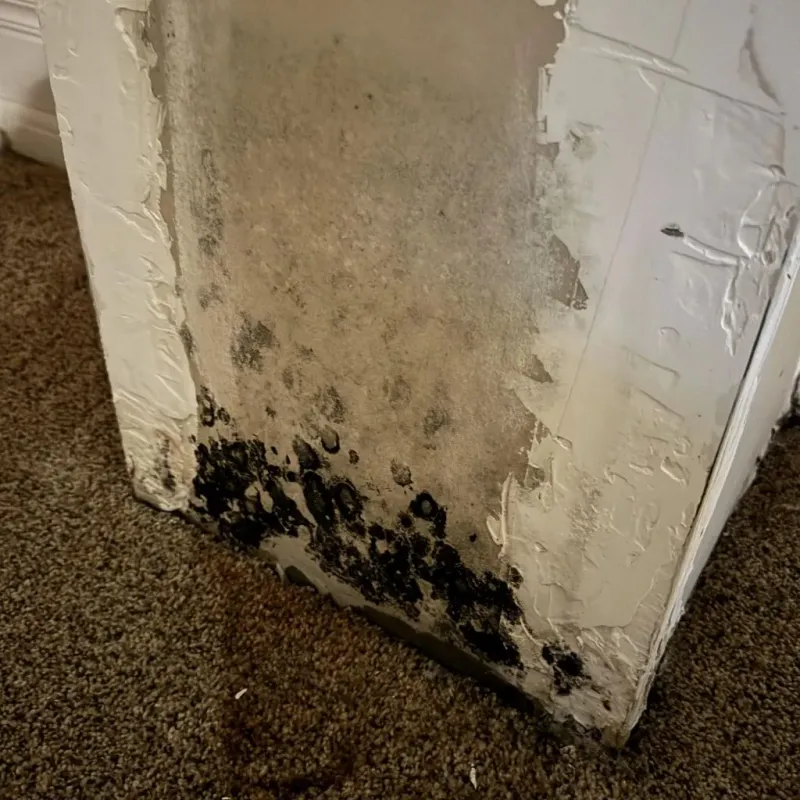 Professional Mold Removal in Loyola, CA